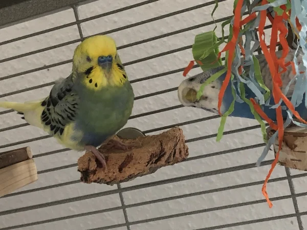 Wellensittich-Bild: Das Bild ist auch Herrlich, wie Bonnie schaut.
Charlie darf mal auf Kork sitzen ohne das er verjagt wird 