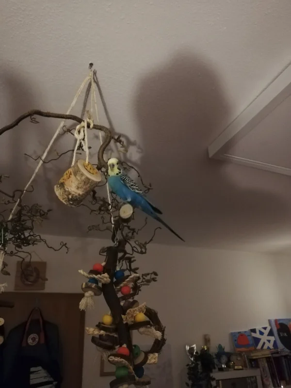 Wellensittich-Bild: Blue auf den neuen Ast. 