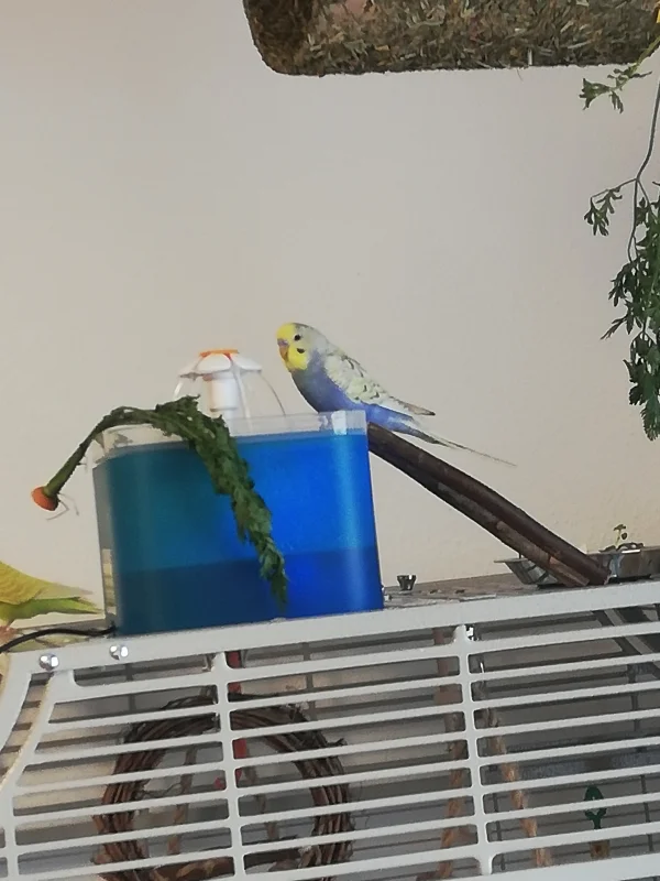 Wellensittich-Bild: Clyde unsere neuer erkundet am ersten Tag des Freiflug alles.
