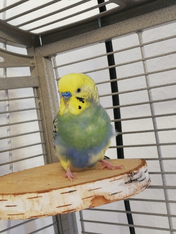 PHPSESSID