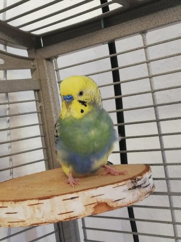 Wellensittich-Bild: Auch Charlie mal alleine angetroffen 