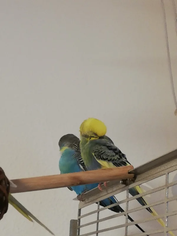 Wellensittich-Bild: Die Jungs machen sich hübsch, während die Weiber Hirse essen 