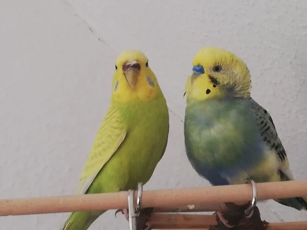 Wellensittich-Bild: Chilli und Charlie immer zusammen.
Wahrscheinlich beim putzen gestört, eine Feder hängt noch in der Nase.
Blieb nicht lange dort.
Charlie denkt sich, die mit ihren Fotos
Chilli:bitte Lächeln ???? 