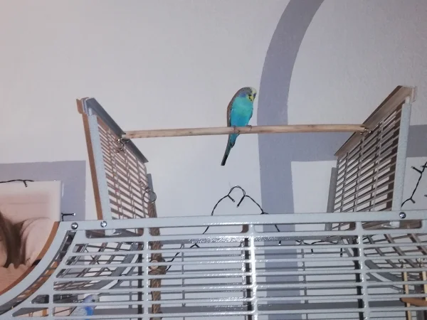 Wellensittich-Bild: Weiter in das neue Zuhause trau ich mich noch nicht.
Bonnie was machst du da drin? 