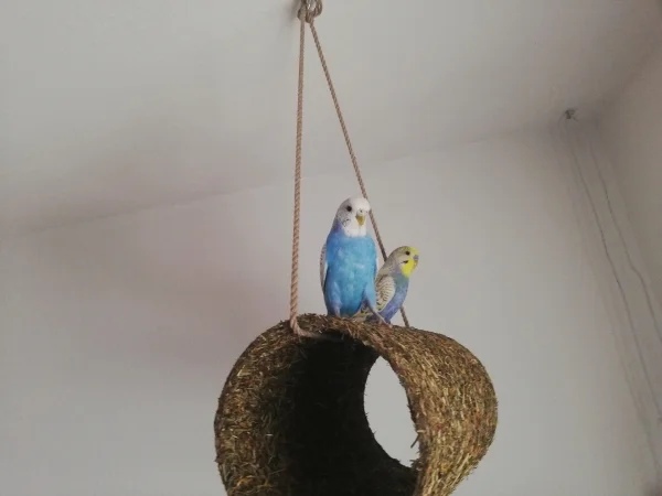 Wellensittich-Bild: Der neue Lieblingsplatz von Bonnie und Clyde. Von da aus haben sie alles im Blick. Und noch leckerchen.
So kann der Tag starten 