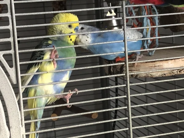 Wellensittich-Bild: Bonnie und Charly.
Liebe aber nicht auf den ersten Blick. Hat 5 Monate gedauert 