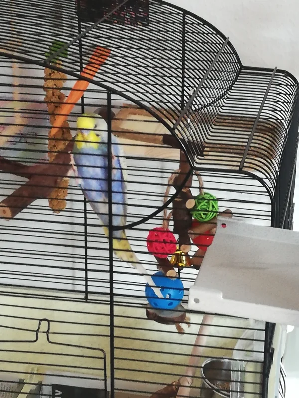 Wellensittich-Bild: Ja Clyde, ich weiss, aber bisschen Geduld noch. Erstmal Quarantäne. Danach stehen dir alle Türen offen und du darfst zu deinen neuen Flauschifreunde 