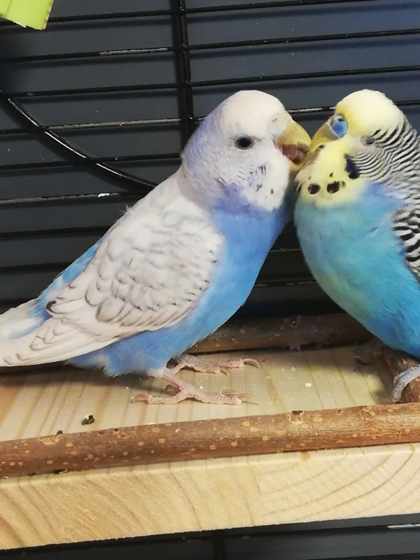 Wellensittich-Bild: Bonnie knappert am Kopf von blue 