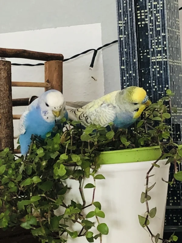 Wellensittich-Bild: Bonnie und Clyde Frühstücken erstmal lecker.