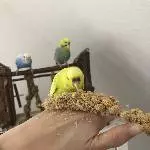 Chili traut sich