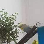 Gooliwoog 