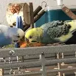 lecker Karotte