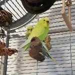 Chilli und Charlie 