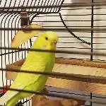 Unser neues Weibchen