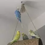 Chilli und ihre 2 Verehrer