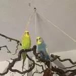 Unser Pärchen  Chilli und Clyde 