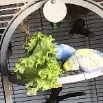 frischer Salat