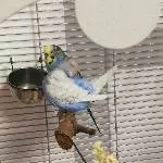 Blue da kuckst du