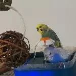 Badewanne wird erkundet