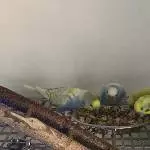 4 auf einen Streich beim gemeinsamen fressen