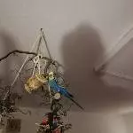 Blue hat den neuen Ast gefunden 