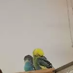 Gefiederpflege bei den Jungs