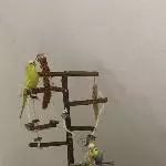spielplatz mit Baumelhirse