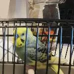 Neuankömmling Männchen 