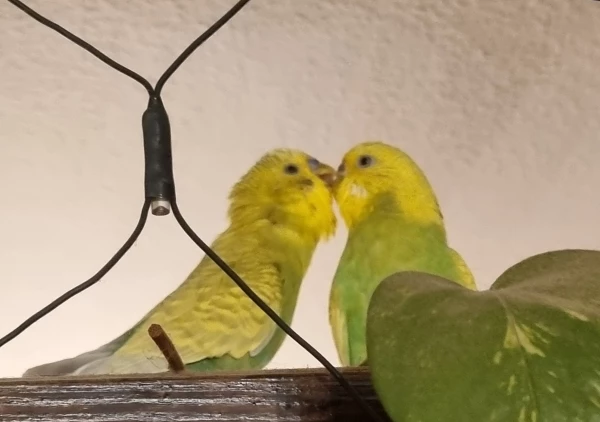Wellensittich-Bild: Das Pärchen im Kussfieber