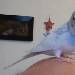 Das ist Yeti