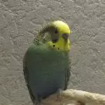 Der kleine Jerry