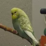 Das ist Geli