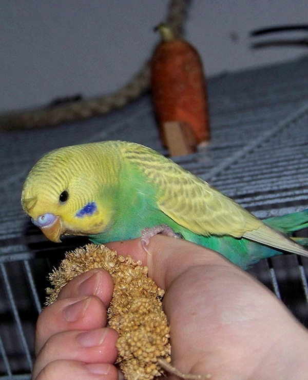 Wellensittich-Bild: mmmh, lecker!