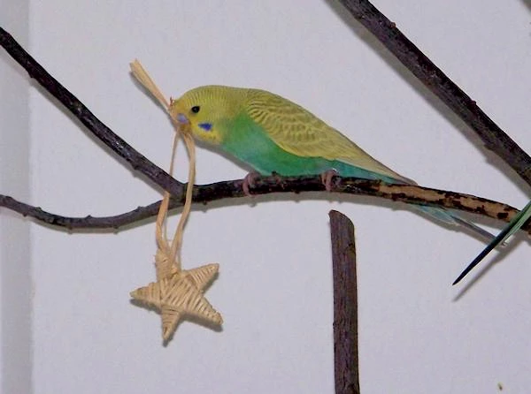 Wellensittich-Bild: Ob ich mit dem wohl fliegen kann?