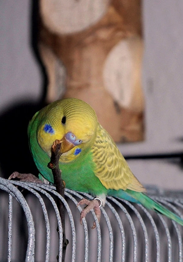 Wellensittich-Bild: Elvis lässt es sich schmecken