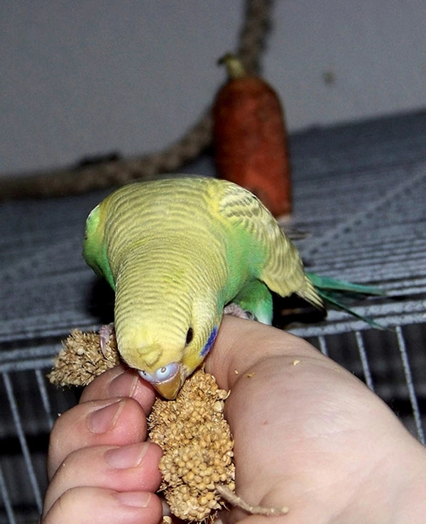 Wellensittich-Bild: Elvis schmeckts :)
