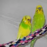 Hanni und Jacky