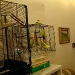 Bini,Jacky und Elvis
