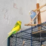Hanni, Lara und Bini