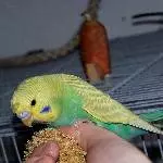 Elvis ganz mutig