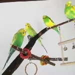 unser Vogelbaum