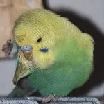Elvis