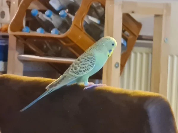 Wellensittich-Bild: Auf dem Bild ist unser ca. 3 bis 4 Monate alter Peter. Nachdem er zusammen mit Maja zwei Wochen alles aus dem sicheren Käfig heraus beobachtet hat, gab es gestern den ersten Freiflug. Wir haben für so viele tolle Anflugstationen gesorgt und was sucht sich Peter als ersten Halt aus? Den Stuhl unseres Sohnes :-) Was für ein aufregender Tag für beide Wellis und unsere komplette Familie . . .