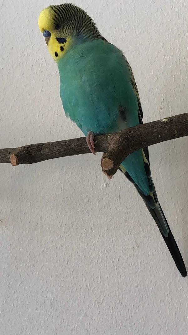 Wellensittich-Bild: Lucky der Welli