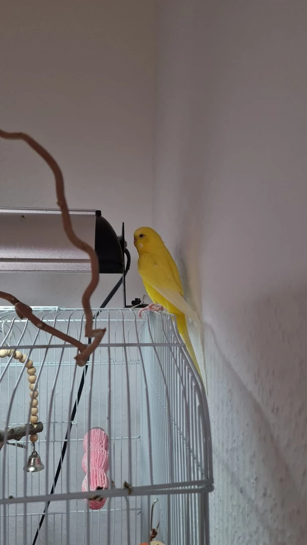 Wellensittich-Bild: In letzter Zeit setzt sie sich gerne hinter die Lampe und zwitschert fröhlich vor sich hin, dann macht sie sich an den Anstieg und zieht sich umständlich auf die Lampe hoch :D
