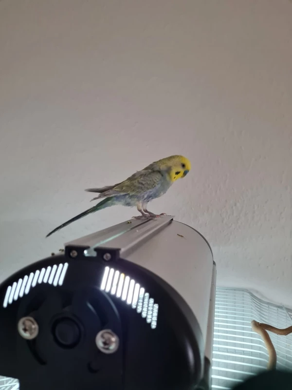 Wellensittich-Bild: Ich kann es mir nicht anders erklären, als dass die beiden gerne auf der Lampe sitzen, da sie sich nach und nach etwas erwärmt. Aber die Position kann doch nicht bequem sein haha