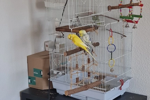 Wellensittich-Bild: Die haben mich so genervt angeschaut, ich glaube ich habe die beiden bei irgendetwas gestört haha
(Das erste Mal wie ich sie auf dem Gehänge sehe) 