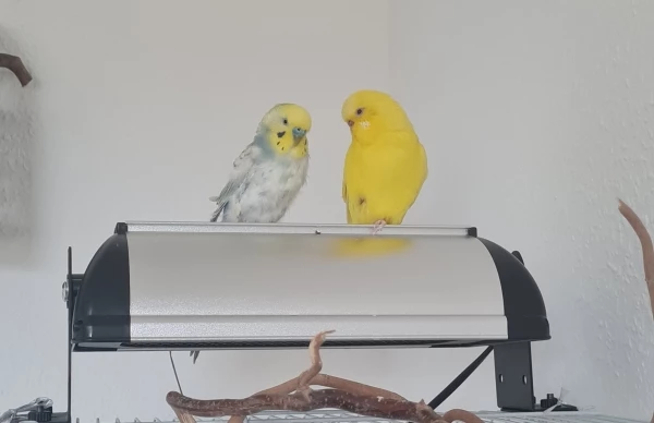 Wellensittich-Bild: Coco schlägt sich tapfer durch die Schockmauser und Rita ist immer noch verliebt, auch wenn er gerade etwas zerrupft aussieht :0)
