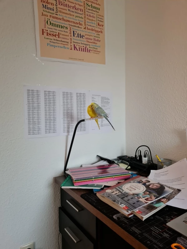 Wellensittich-Bild: Die schönen Äste auf dem Regal werden weiterhin ignoriert, aber die Lampe scheint ja ganz bequem zu sein. (Die beiden haben immer eine Eingewöhnugszeit von 1-4 Monaten bei neuen Gegenständen)