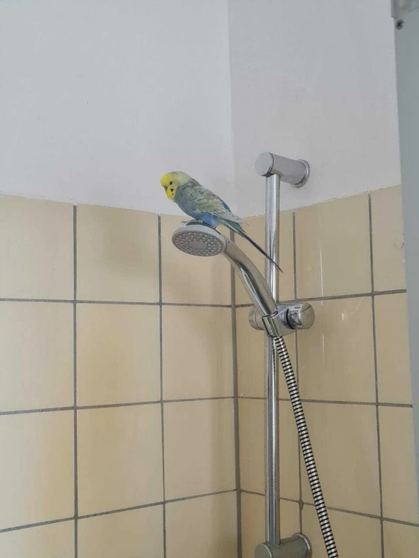 Wellensittich-Bild: Die Dusche in meiner alten Wohnung, war immer ein sehr beliebter Aufenthaltsort für meine Babies.